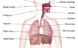 Respiratory system