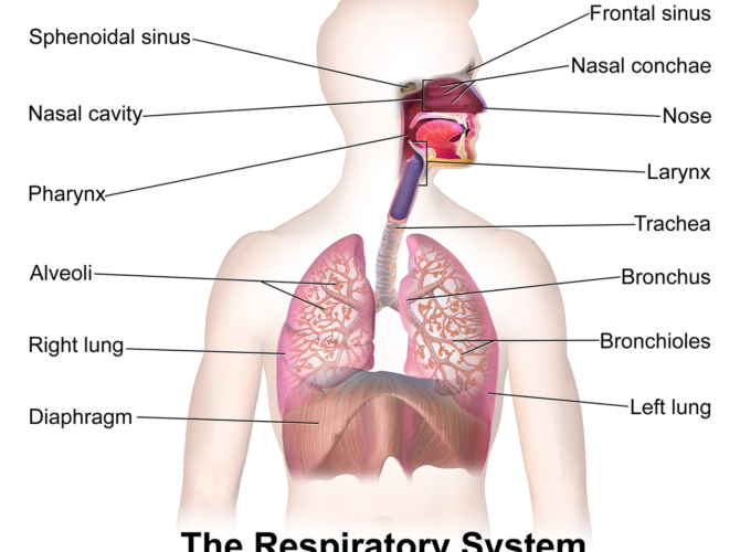 Respiratory system
