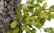 Mistletoe-2