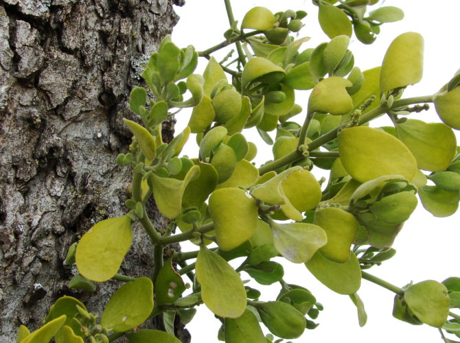 Mistletoe-2