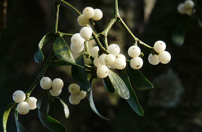 mistletoe-berries