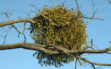 mistletoe bush