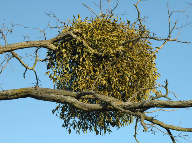mistletoe bush